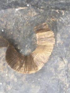 Curled wood shavings on a textured surface.